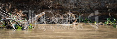 Jaguar carrying yacare caiman through muddy river