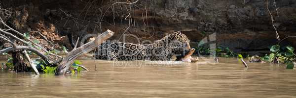 Jaguar carrying yacare caiman through muddy river