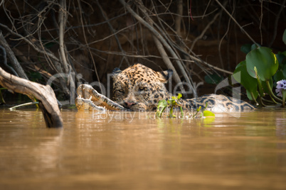 Jaguar carrying dead yacare caiman in river