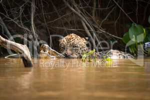 Jaguar carrying dead yacare caiman in river
