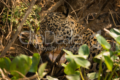 Jaguar biting yacare caiman with open jaws