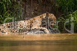 Jaguar biting yacare caiman by river bank