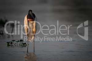 Jabiru standing in shallows in golden hour