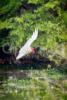 Jabiru flying with outspread wings over river