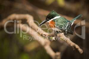 Green kingfisher perched on branch looking down