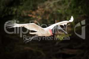 Jabiru flying past trees with outstretched wings