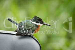 Green kingfisher on seat with blurred background