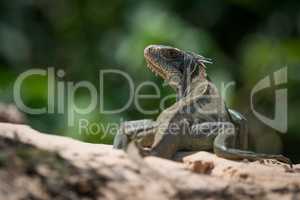 Green iguana on horizon turning towards camera