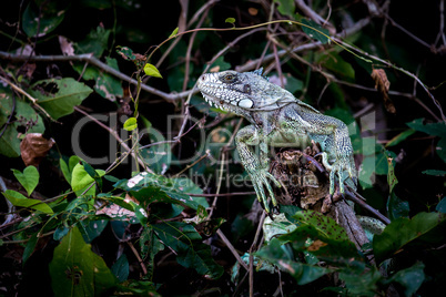 Green iguana perched on branch among leaves