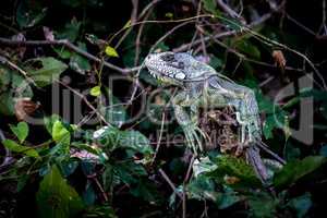 Green iguana perched on branch among leaves