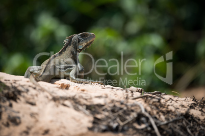 Green iguana on horizon turning to camera
