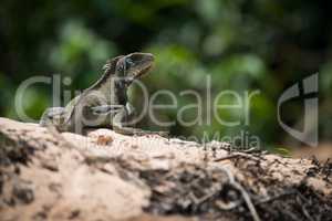 Green iguana on horizon turning to camera