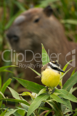 Great kiskadee with head of capybara behind