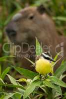 Great kiskadee with head of capybara behind