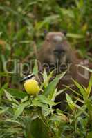 Great kiskadee with capybara watching from behind
