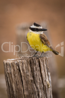 Great kiskadee on wooden post looking right