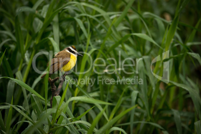 Great kiskadee among talll reeds looking right