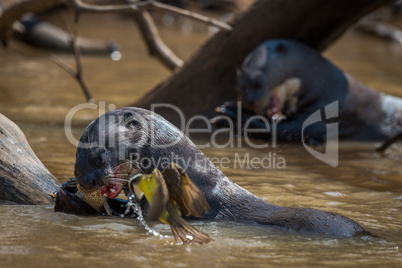 Giant river otters eating fish beside bird