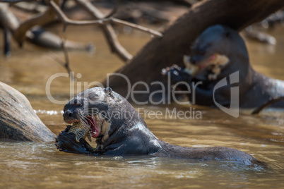 Giant river otters eating fish in river