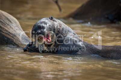 Giant river otter eating fish in river