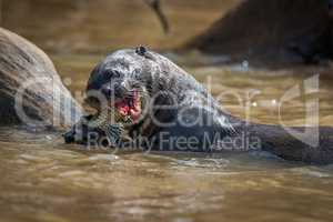 Giant river otter eating fish in river