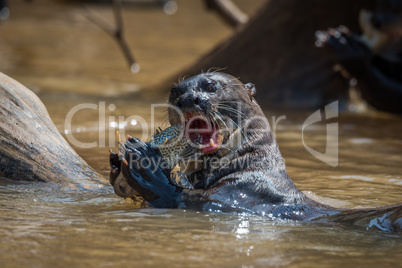 Giant river otter biting fish in river