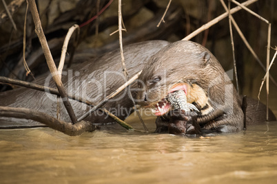 Giant river otter eating fish in reeds