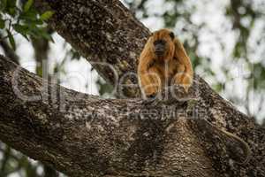 Female black howler monkey sitting in tree