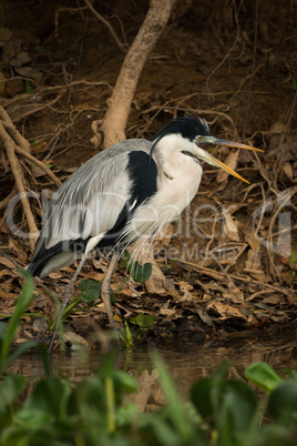 Cocoi heron with open beak by river