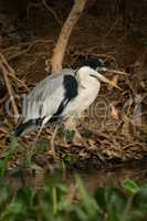 Cocoi heron with open beak by river