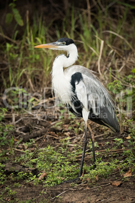 Cocoi heron walks past bushes in forest
