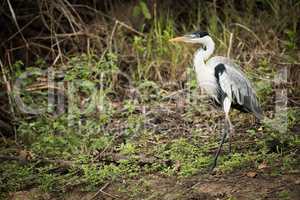 Cocoi heron walking past bushes in forest