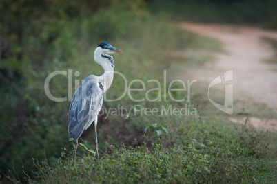 Cocoi heron walking through undergrowth by track