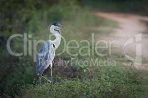 Cocoi heron walking through undergrowth by track