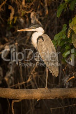 Cocoi heron standing on branch in profile