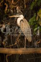 Cocoi heron standing on branch in profile