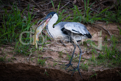 Cocoi heron standing with fish in beak