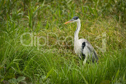 Cocoi heron standing in grass facing left