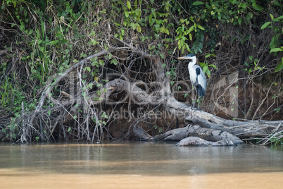Cocoi heron perched on log beside river