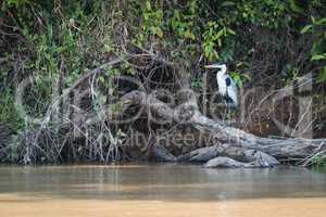 Cocoi heron perched on log beside river