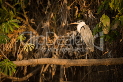 Cocoi heron perched on branch in profile