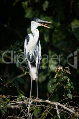 Cocoi heron on branch with open beak