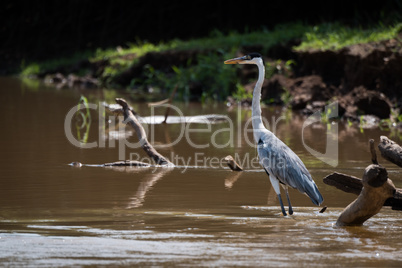 Cocoi heron in shallows of muddy river