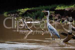 Cocoi heron in shallows of muddy river