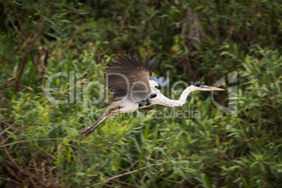 Cocoi heron flying past trees and bushes