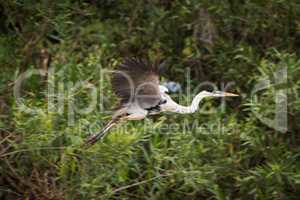 Cocoi heron flying past trees and bushes