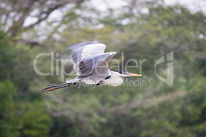Cocoi heron flying past blurred tree branches