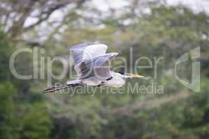Cocoi heron flying past blurred tree branches