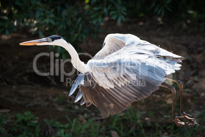 Cocoi heron flying past leafy river bank