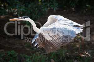 Cocoi heron flying past leafy river bank